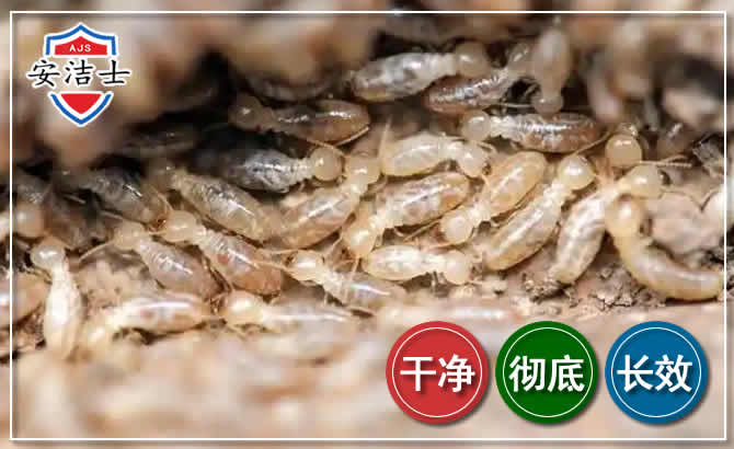 屯昌白蚁防治