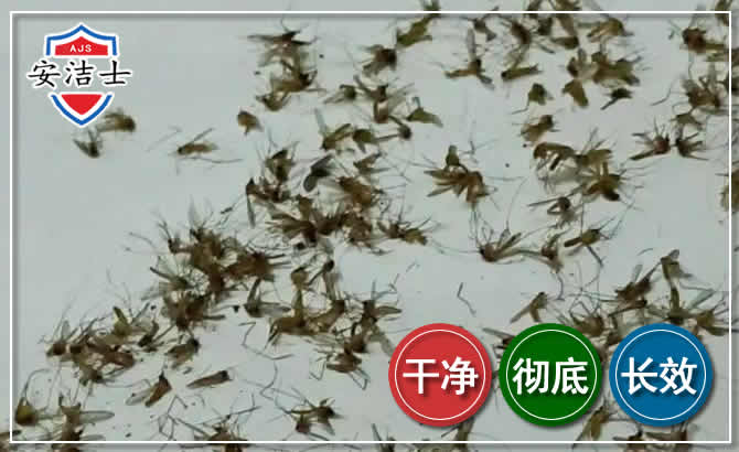 屯昌苍蝇防治-灭蝇