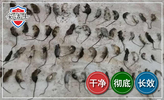 屯昌鼠害防治-灭鼠