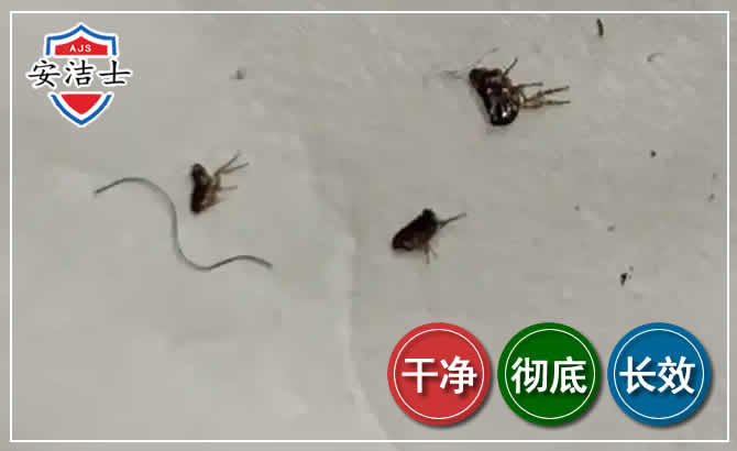 屯昌跳蚤防治-灭跳蚤