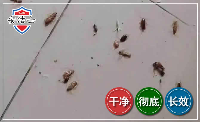 屯昌蟑螂防治-灭蟑螂