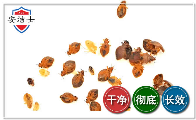 屯昌臭虫防治-消灭臭虫